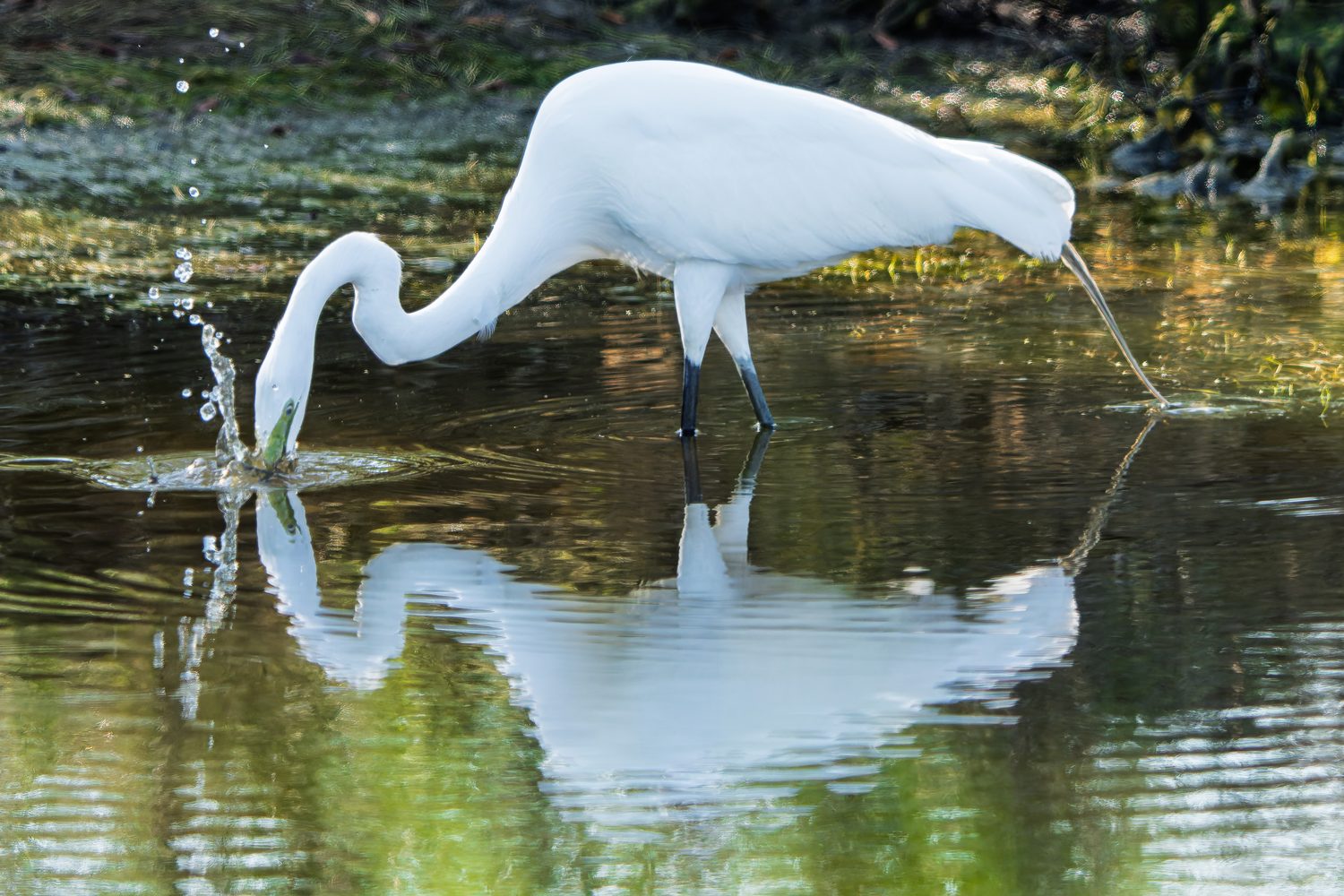 Fine art print: Strike & Reflection