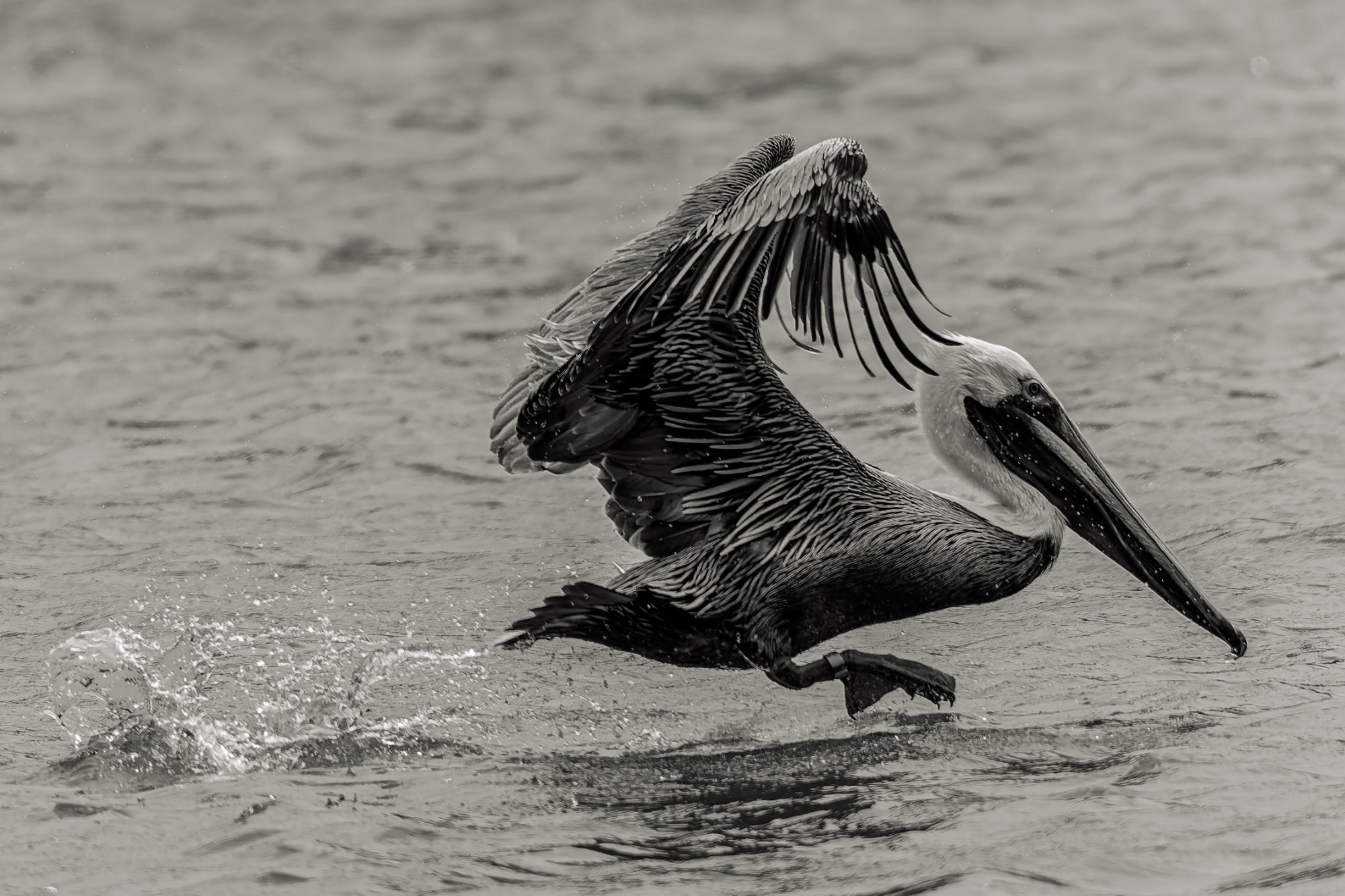Fine art print: The Plunge