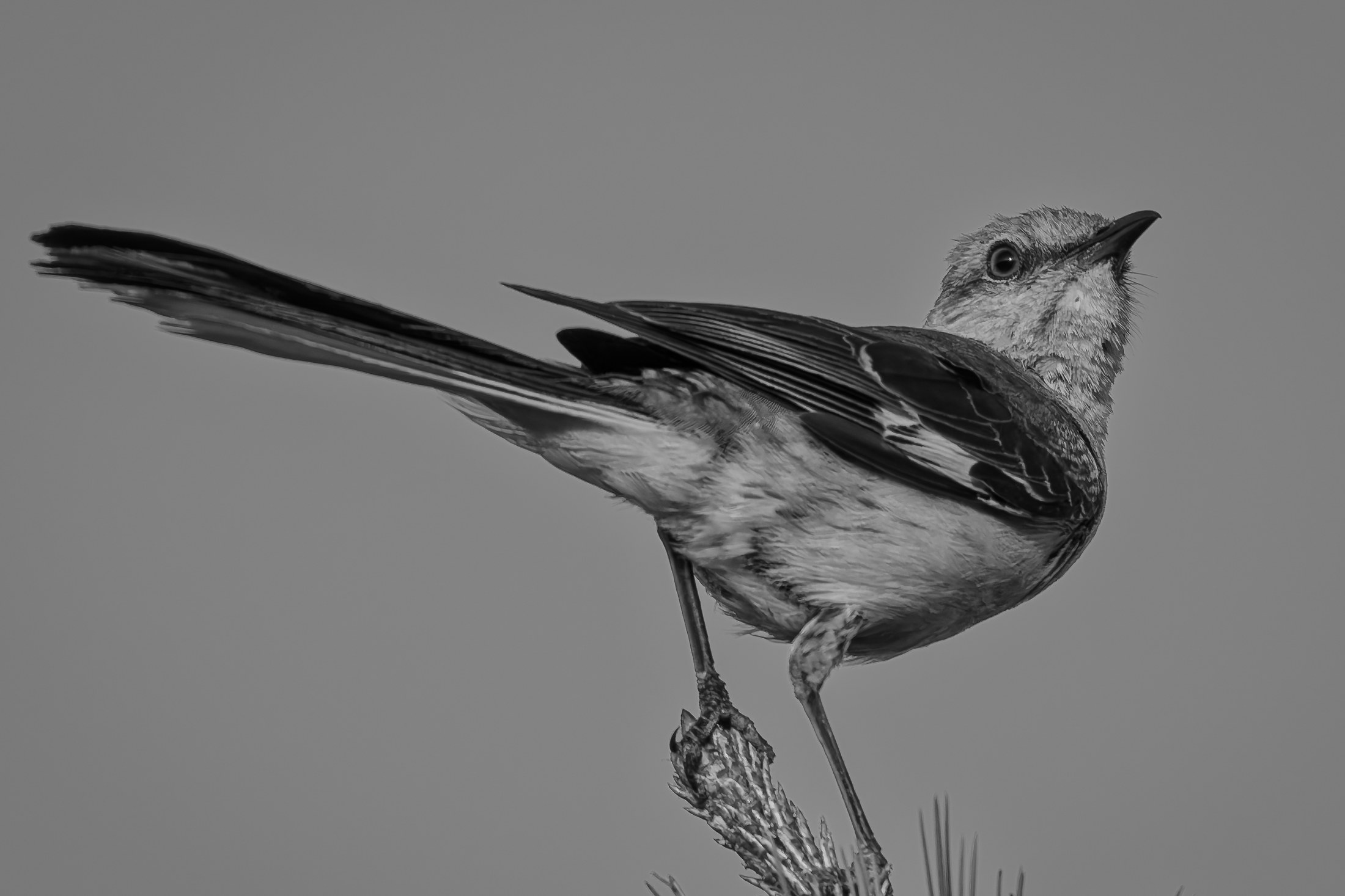 Fine art print: Skyward