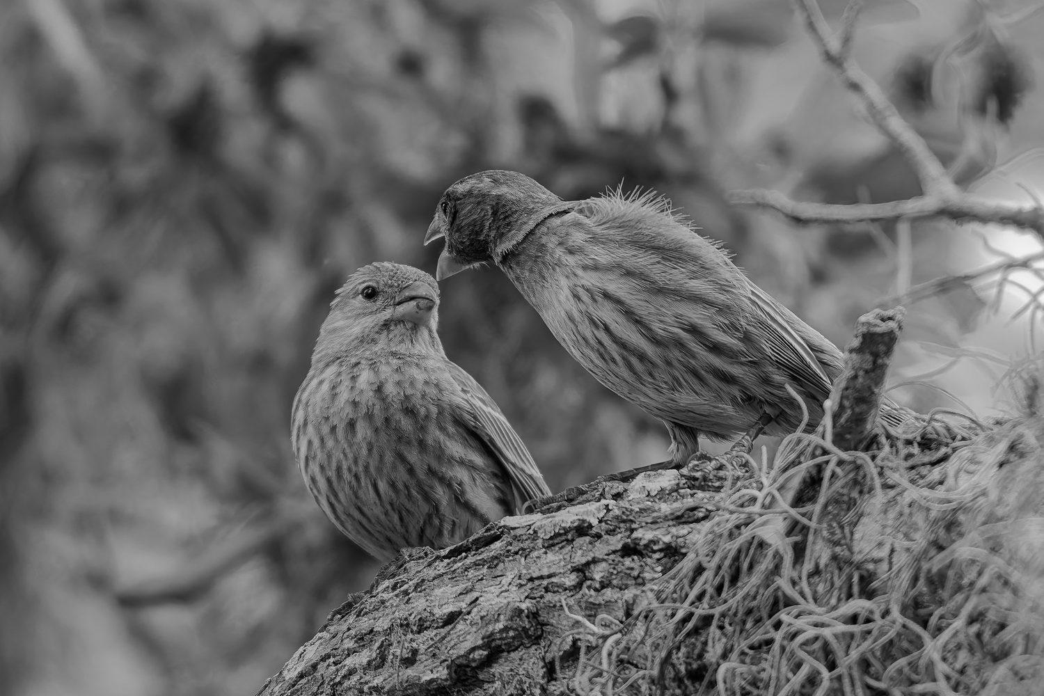 Fine art print: Morning News