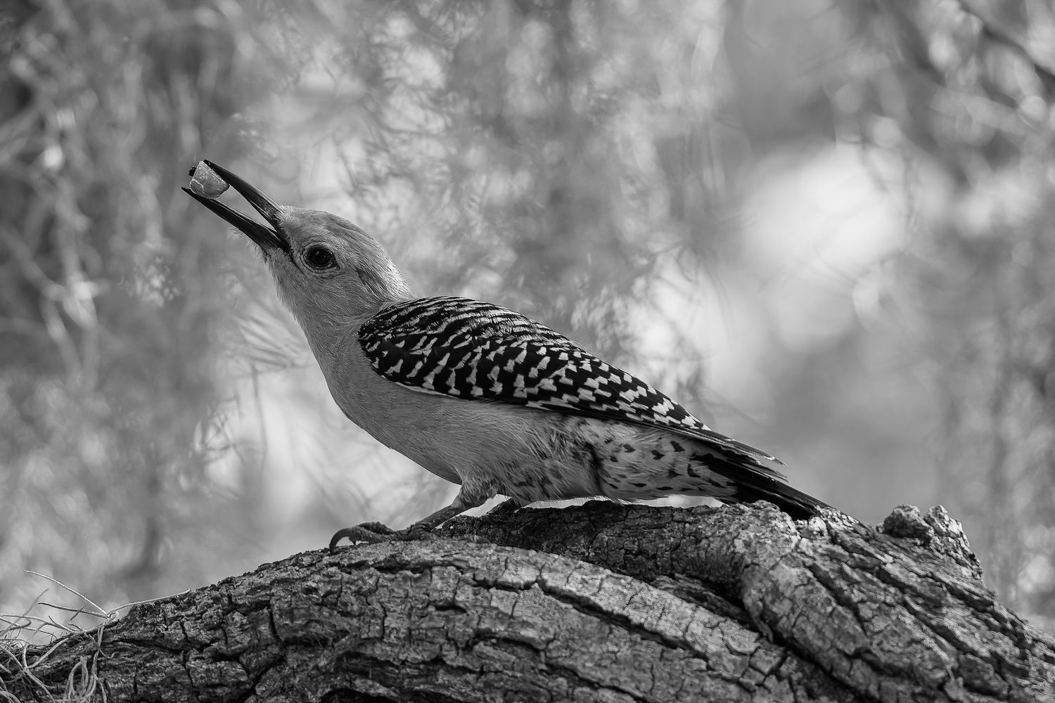 Fine art print: Red-bellied Woodpecker