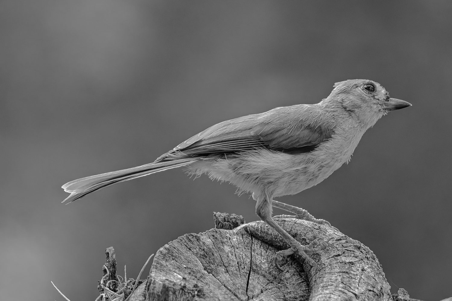 Fine art print: Tufted Titmouse