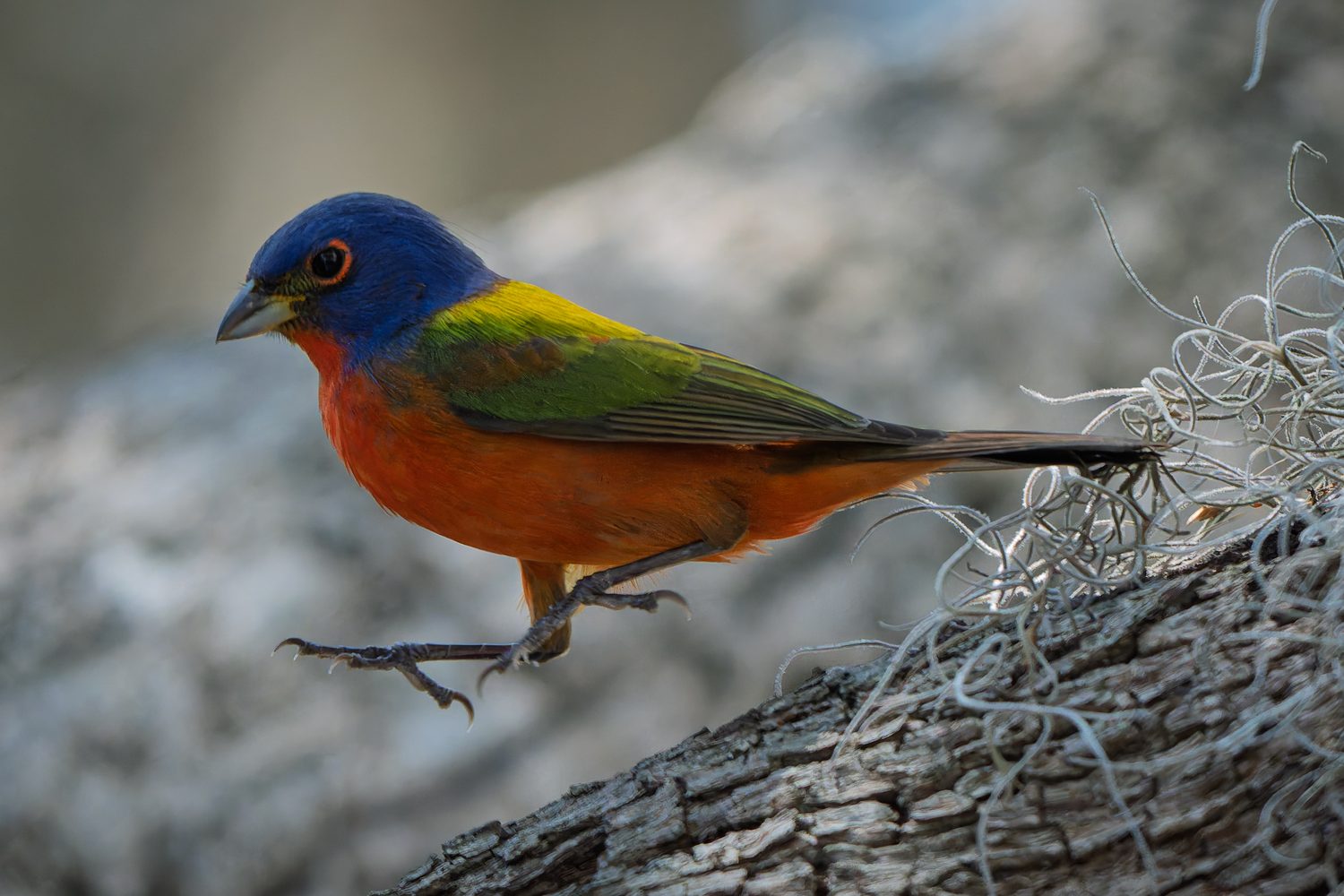 Fine art print: Painted Bunting