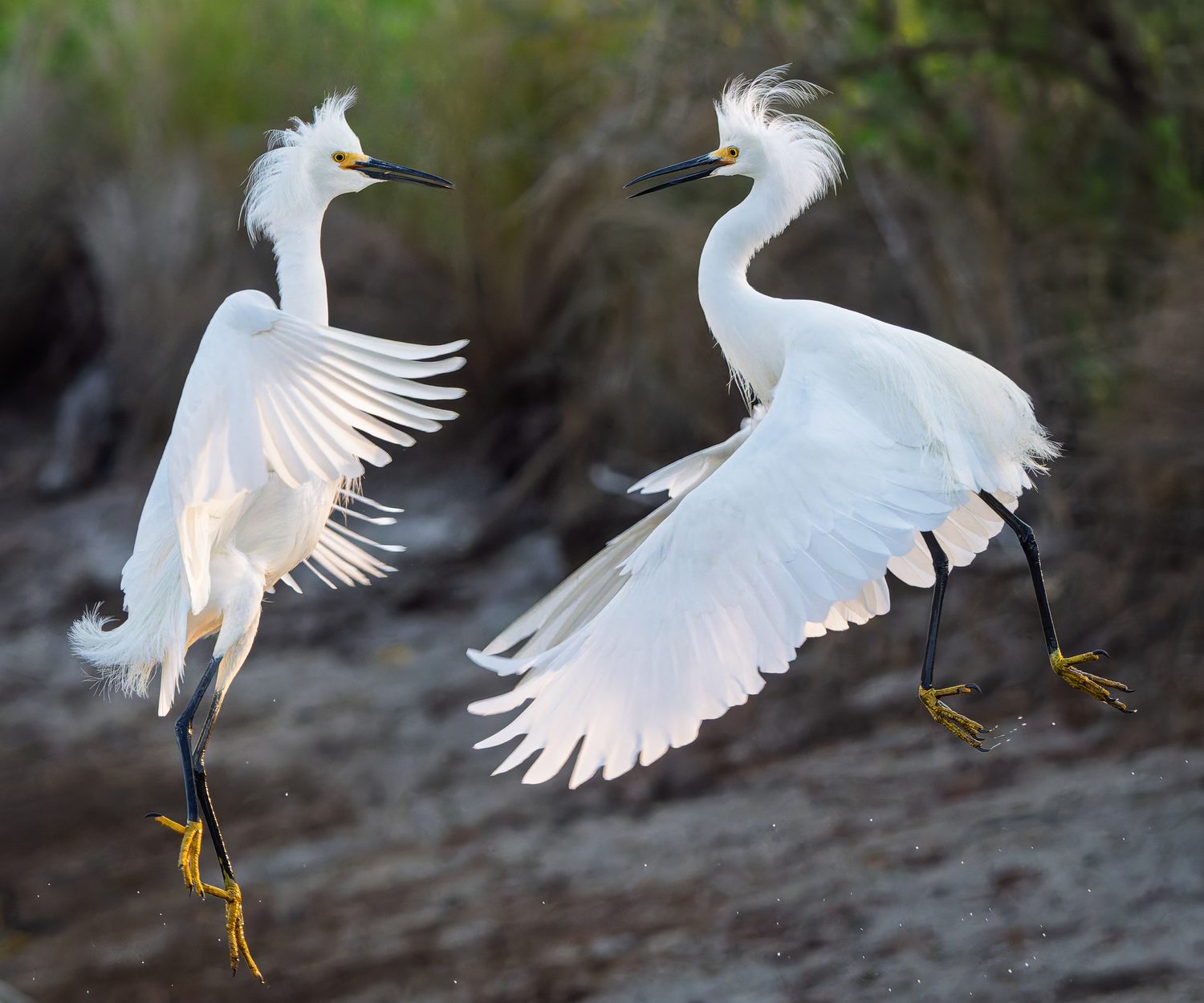 Fine art print: The Dance