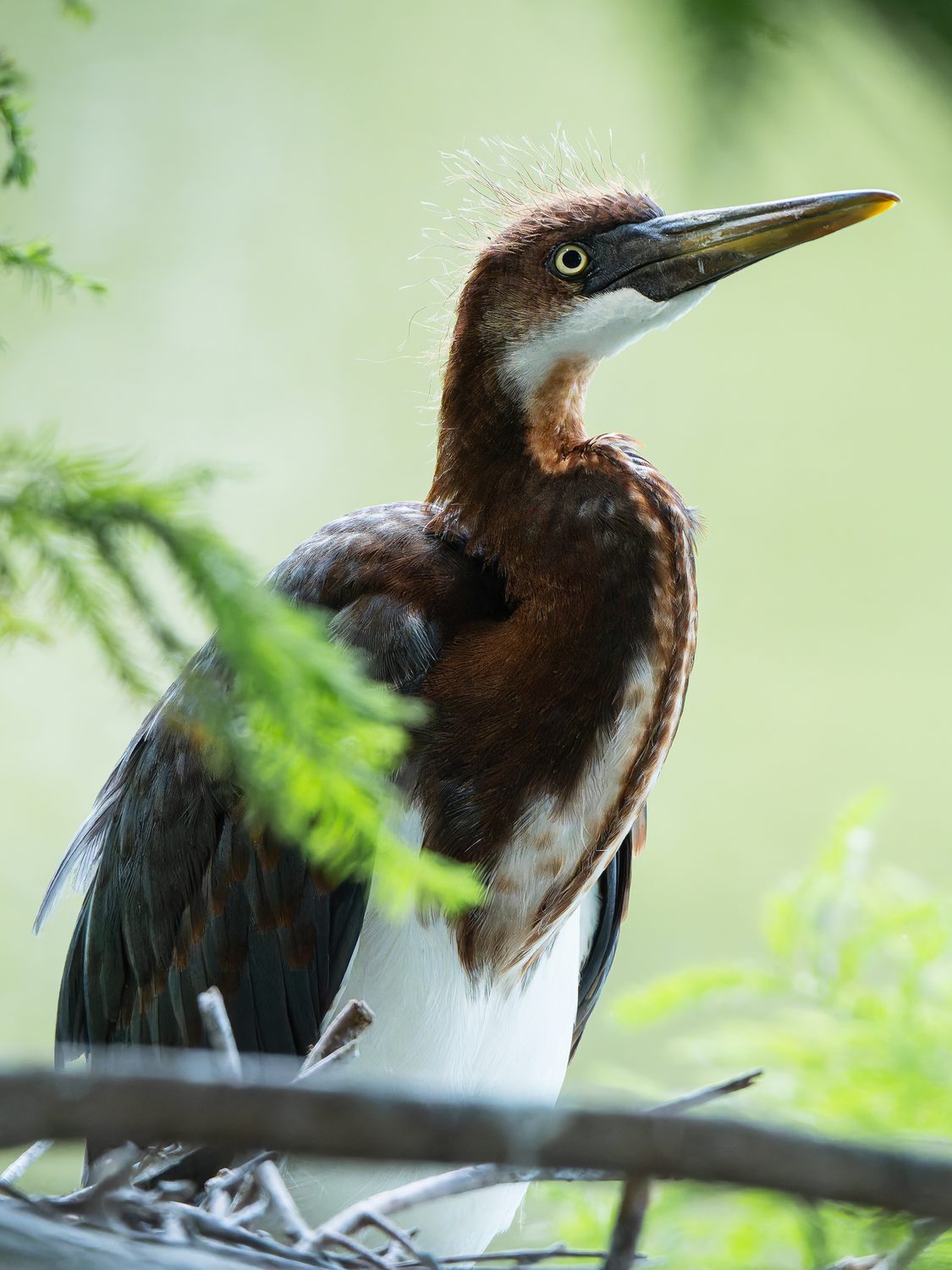 Fine art print: Juvenile Tricolored Heron