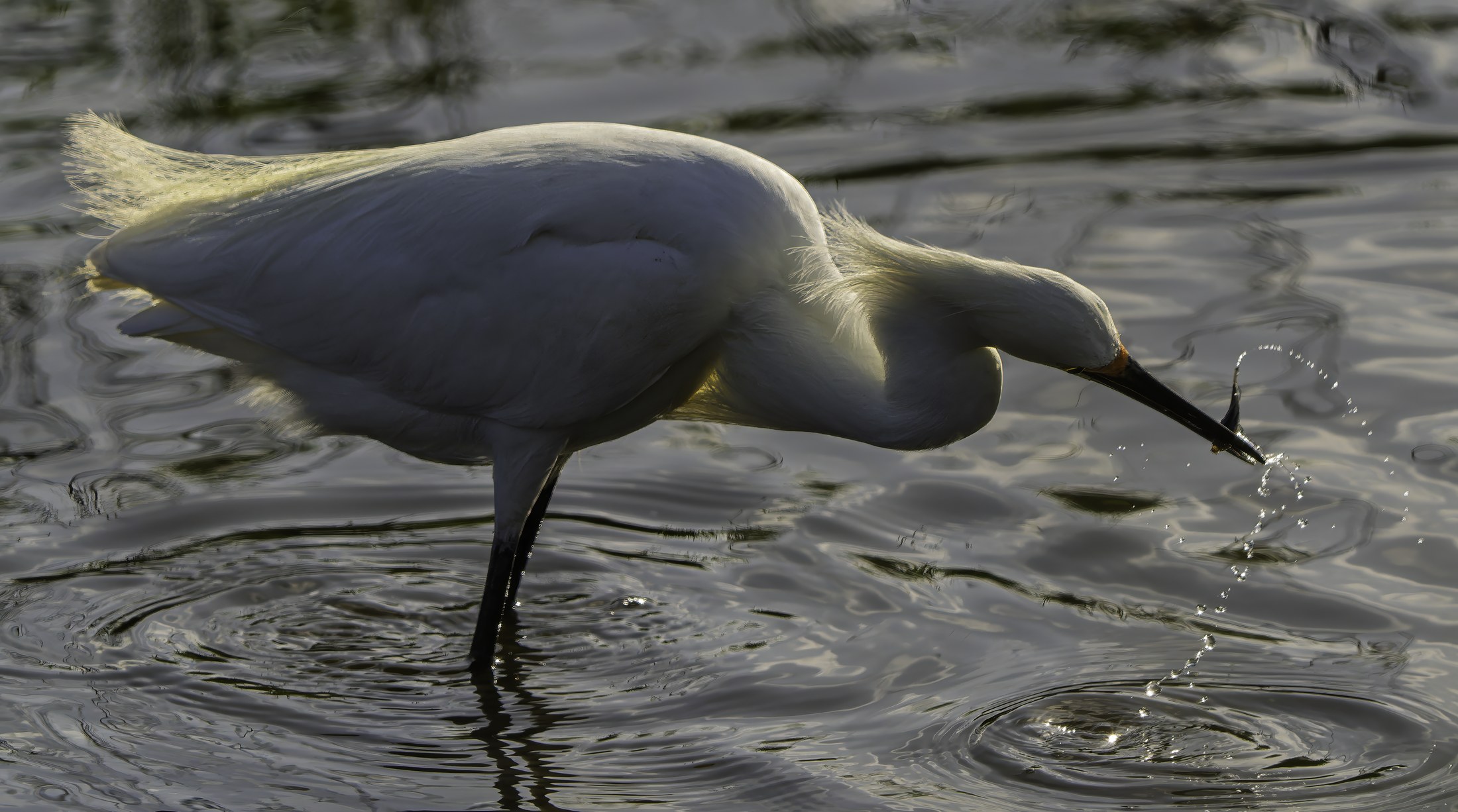 Fine art print: Snowy in the Shallows
