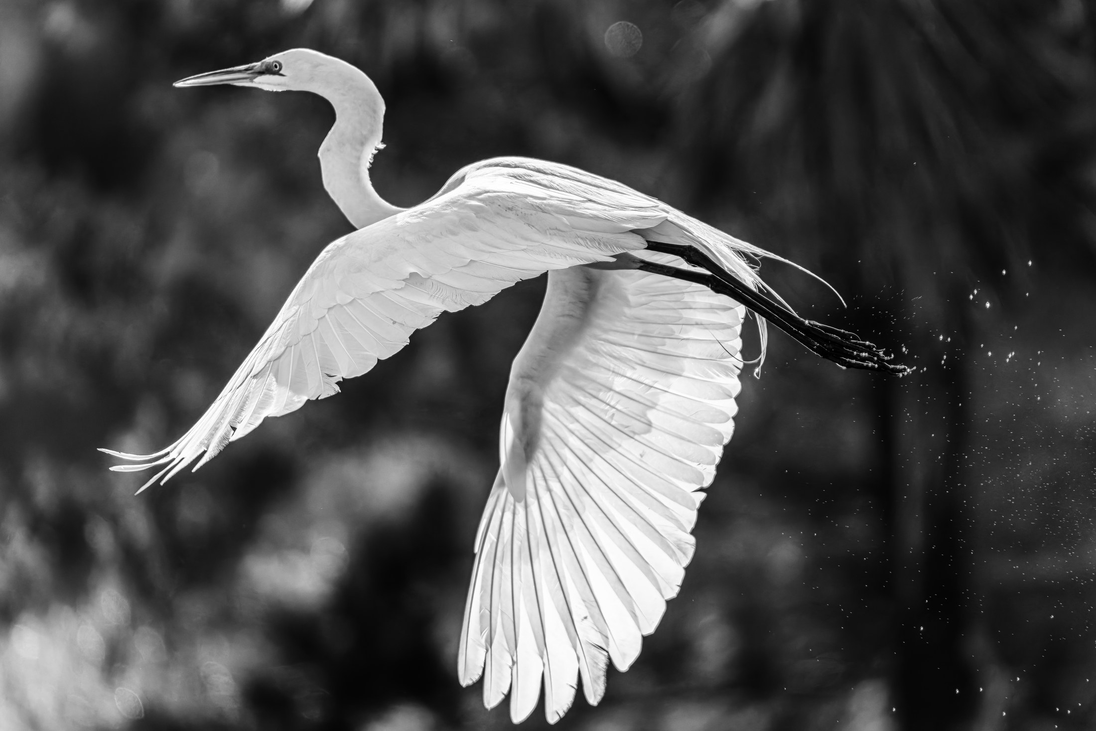 Fine art print: Taking Flight