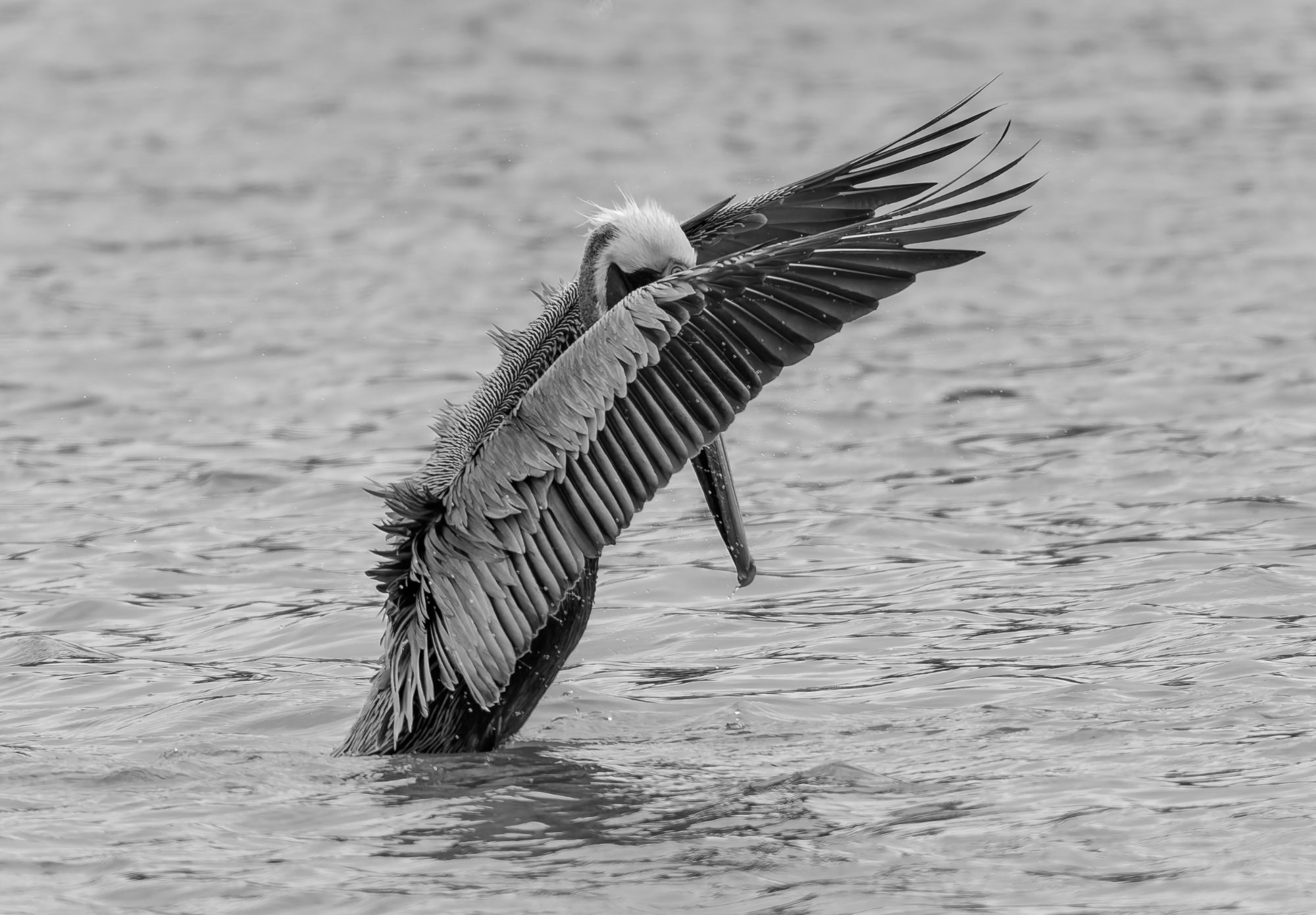 Fine art print: Wing and Water