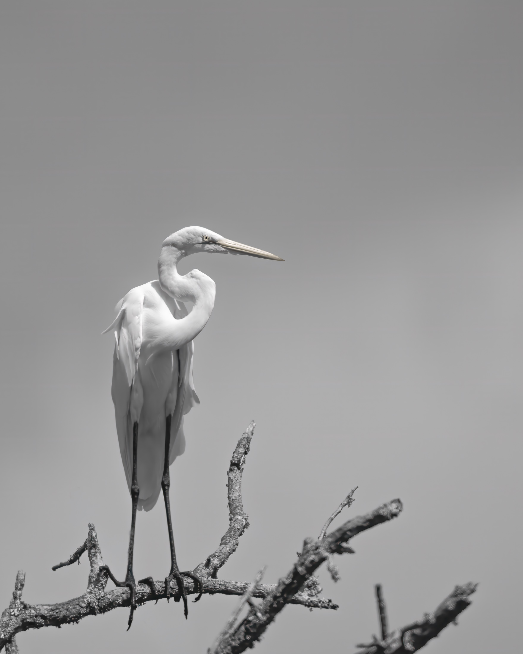 Fine art print: The Sentinel