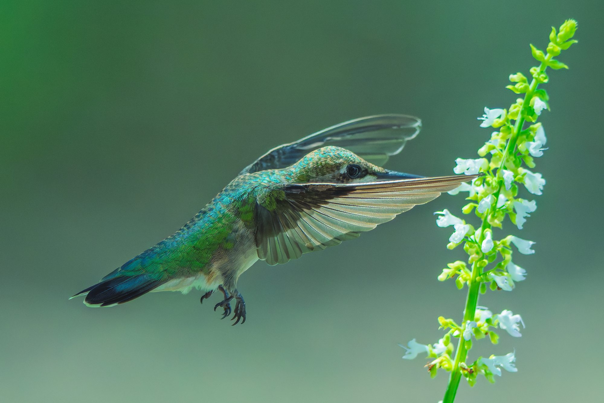 Fine art print: Hummingbird in Flight