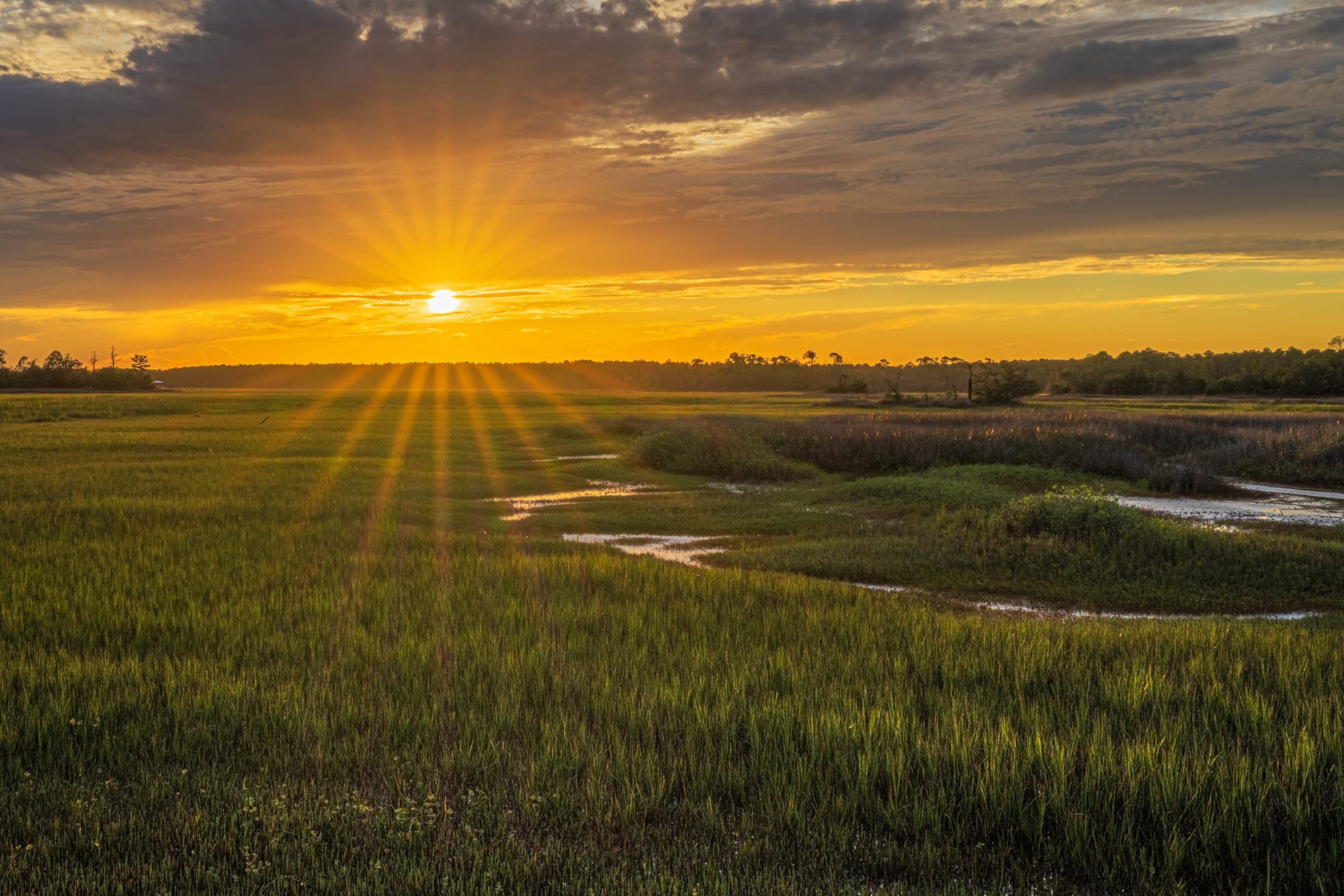 Fine art print: Marsh Star
