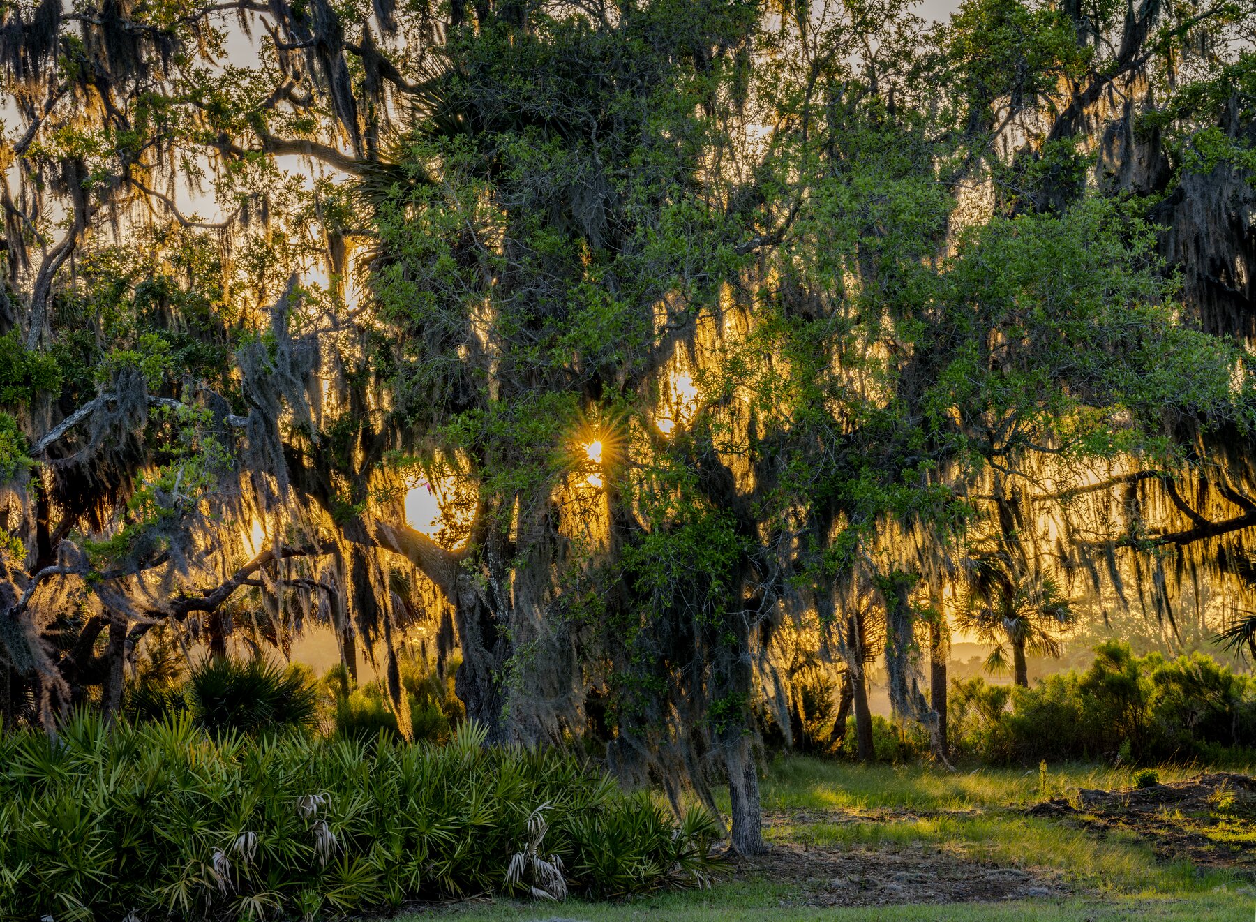 Golden light through Spanish moss on a Lowcountry live oak