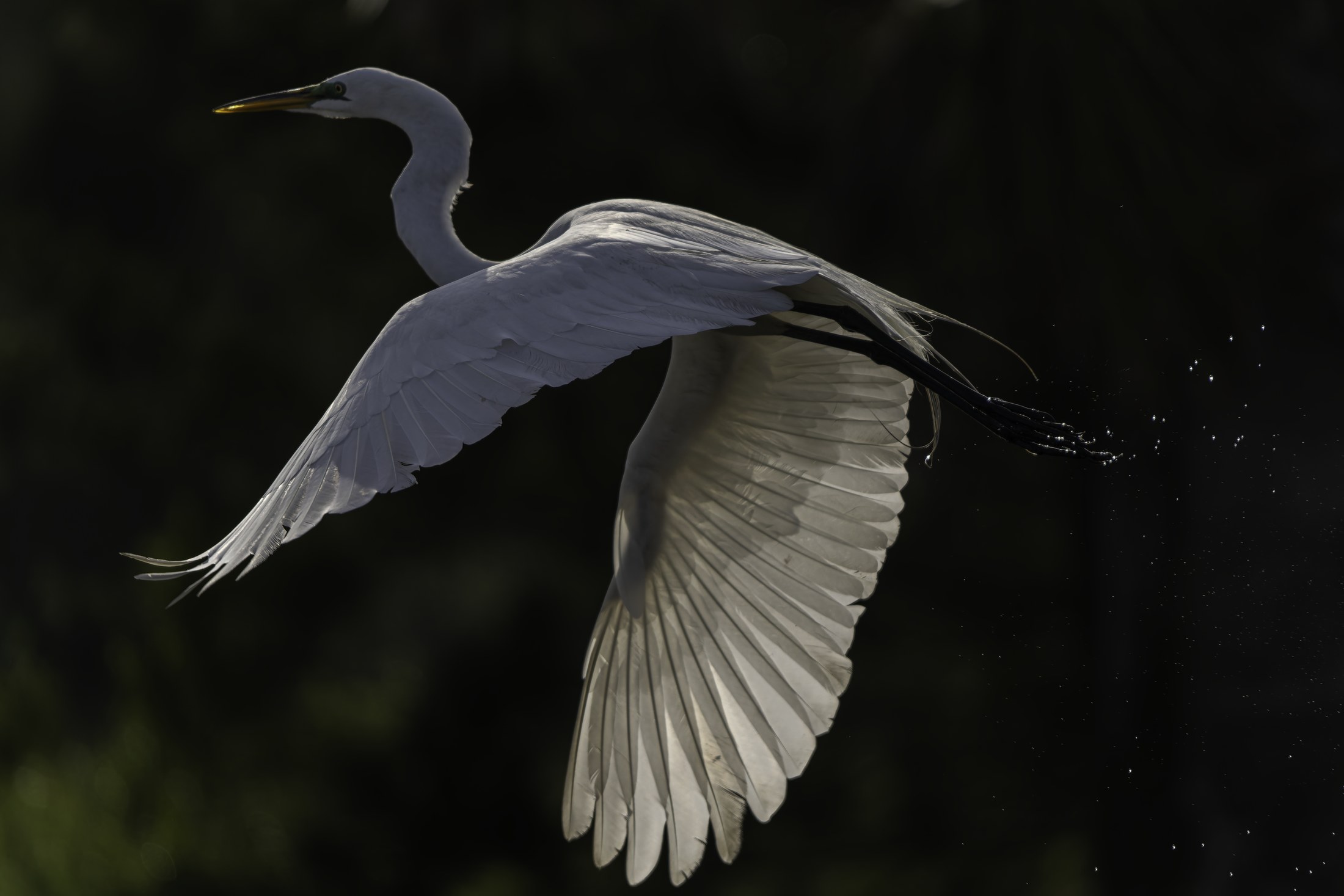 Taking Leave — Great Egret in Flight